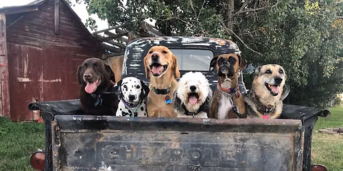 Pet Supply Garage Sale!