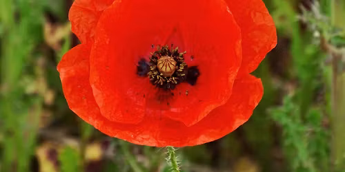 Littleport Remembrance Sunday