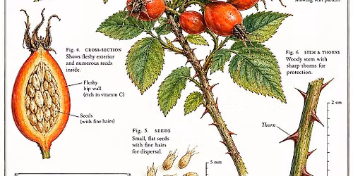 Tea Time: Rose Hips