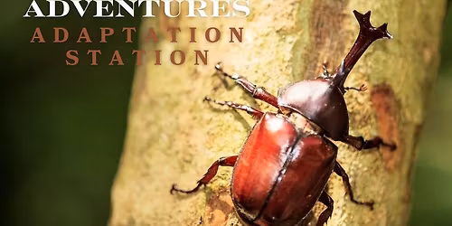 ECO Homeschool Adventures: Adaptation Station