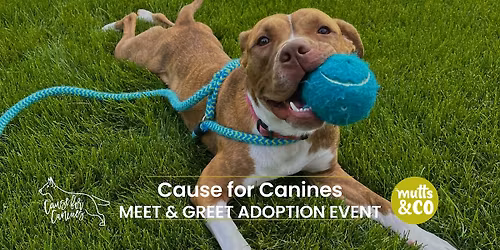 Cause for Canines Meet & Greet Adoption Event (Upper Arlington)