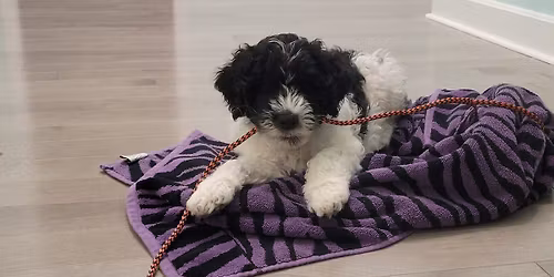 Housetraining Solutions