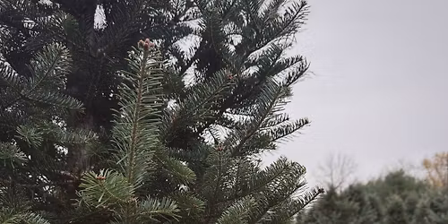 Christmas Tree Farm Minis