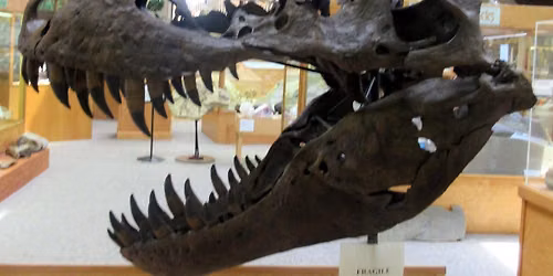 Teens: Doughnuts & Dinosaurs with Tate Geological Museum