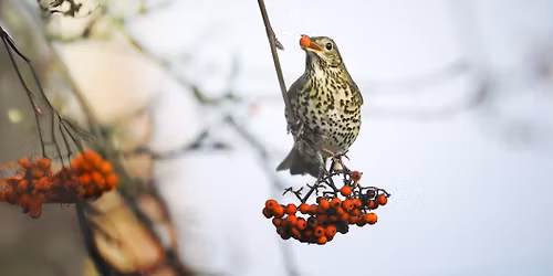 A Christmas Bird Walk