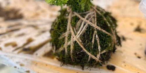Kokedama Class