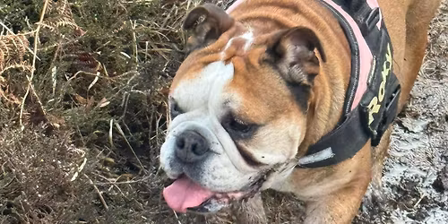 South East (Kent) Bulldog Walk for GBSR UK