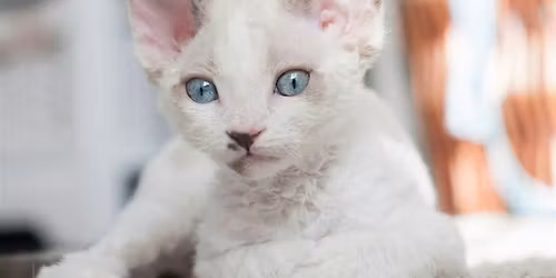 Kitten Yoga  by Yoga Kawa Toronto Devon Rex