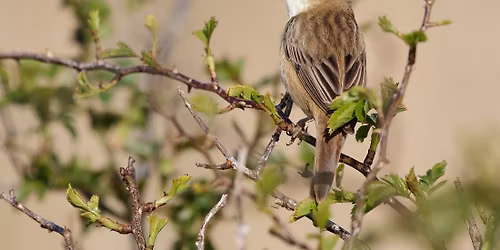 What's that Songbird?