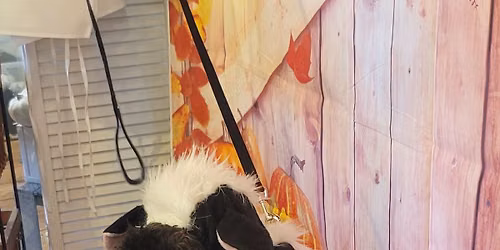 6th Annual Howloween Costume Contest & Open House