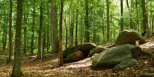 Guided Forest Bathing