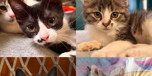 PetSmart Adoption Day! \ud83d\ude3b