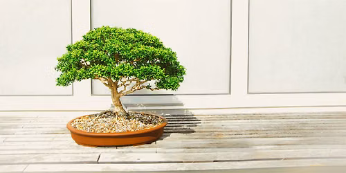 Bonsai Basics: Design, Potting & Getting Started