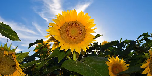 Harbes Fall Sunflower Festival