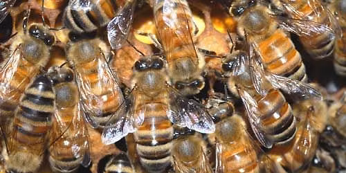 Fall 2025 Meeting: Talks, Honey Show, Elections!