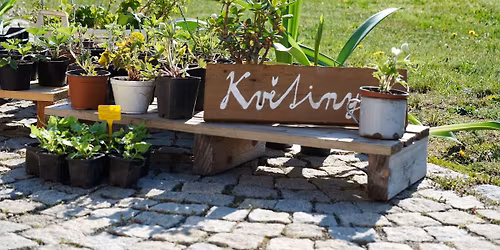 Burza sazenic v Komo\u0159anech a V\u00fdstava obraz\u016f m\u00edstn\u00edch um\u011blc\u016f