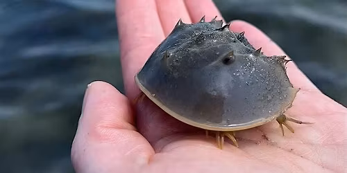 Kids' Day: Horseshoe Crabs