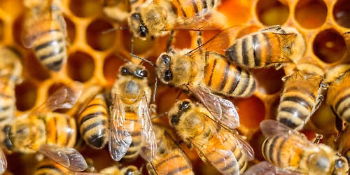 Honeybees 101