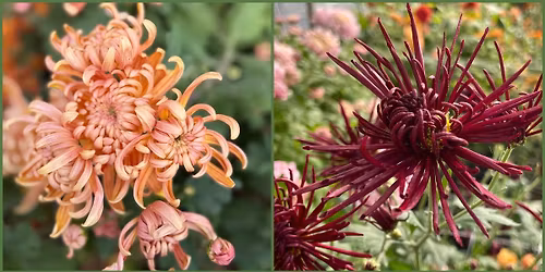 Heirloom Mum Pop-up