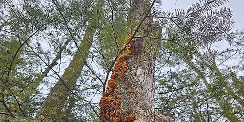 Tiny World Series: Lichen with Alex Graeff