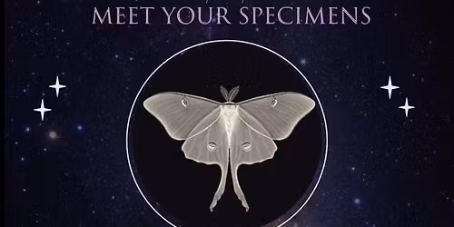 Luna Moth and Spider Pinning Class