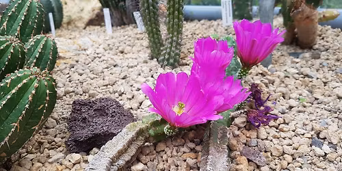 "Verborgene Vielfalt unter Glas" - Ein Blick(e) hinter die Kulissen - Eintritt frei