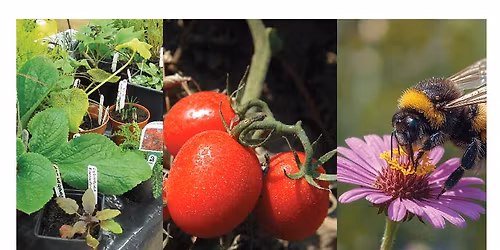 Franklin County Master Gardeners Plant Sale