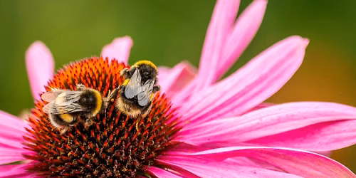 Best Gardening Practices for Pollinators in Pawtucket
