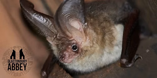 The Abbey At Night - Discovering Bats (Member Exclusive)
