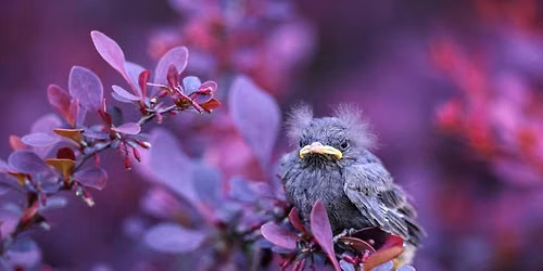 Birds and Nature Meetup