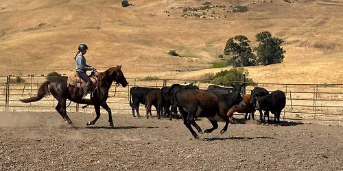 Introduction to the California Bridle Horse and Low Stress Cattle Handling Clinic