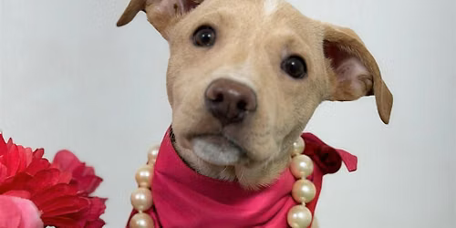 Dog Adoption Event at San Marcos Petco!