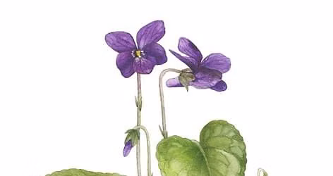 Helje Eelma taimeillustratsioonide n\u00e4itus
