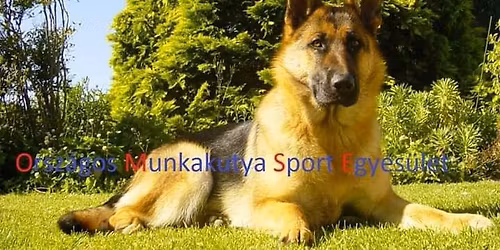 P\u00fcnk\u00f6sdi kupa (vizsga \u00e9s verseny)