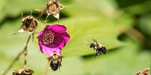"Native Bees of Wisconsin": In-Person Badger Talk in La Crosse, WI