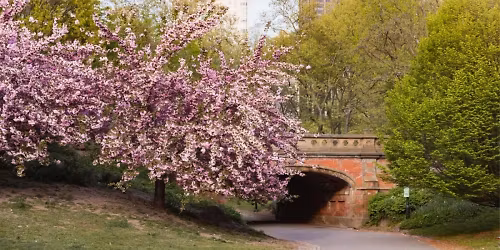 Walk&Talk - Cherry Blossom (Central Park)