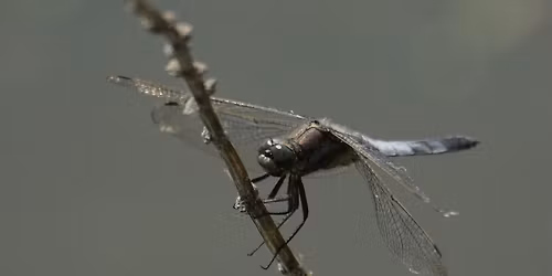 Balade guid\u00e9e : L'\u00e9volution des milieux artificiels rendus \u00e0 la nature.