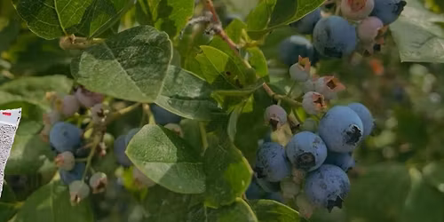 TWO BONES PIZZA & BLUEBERRIES