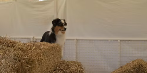 MDTC June 2026 Barn Hunt