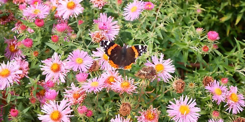 September Welly Walk - Butterflies