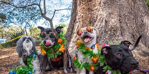 Street paws festival @ Festa 
