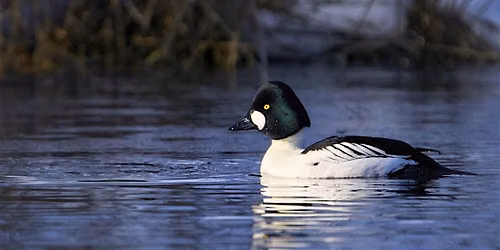 Birds of Skagit: Fall Migration at Wiley Slough (Open to All)