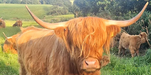 Highland Cow Experience \ud83d\udc2e 