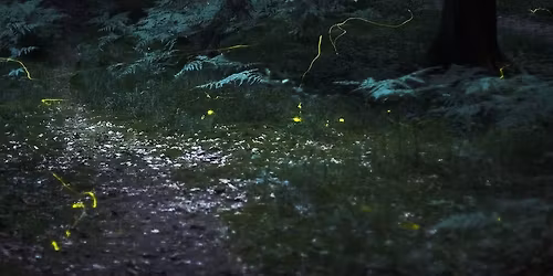 Gl\u00fchw\u00fcrmchensafari