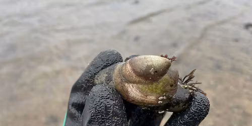 Slipper limpet survey - June 2026