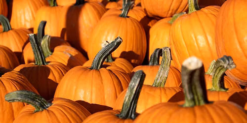 Pumpkin Smorgasbord
