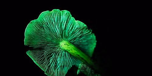 Biofluorescent: The Science Behind the Glow