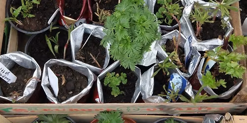 ALOITTELIJOIDEN PUUTARHAKURSSI 