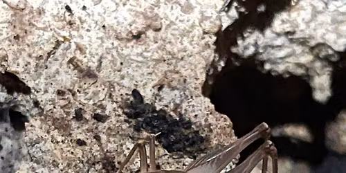 Alicia Luna: The Role of Research in Protecting the Ecology of San Antonio Natural Areas