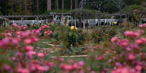 Roses for Every Garden: Which Rose Is Right for You?